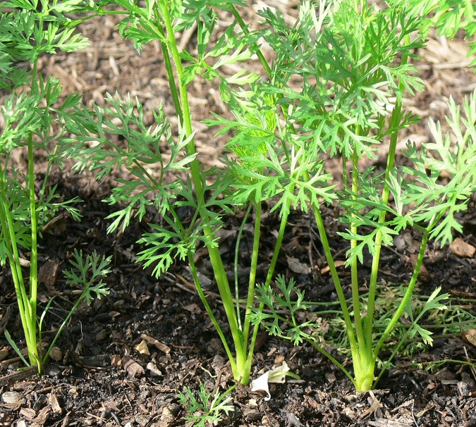 διαφορες φωτο_1